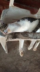 Cat Sleeping New Style Video