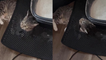 Savage cat rips a hole in his litter mat and pokes his head through it