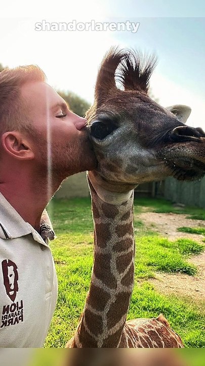 He Saved This Giraffe's Life