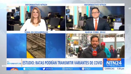 Un estudio detectó rastros de Covid-19 en ratas de Nueva York