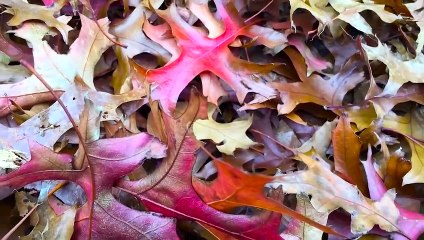 How To Have Endless Entertainment For You and Your Kids With This Fall Activity