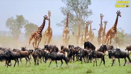 6 Fierce Animal Fights at Masai MARA STORY, KENYA   Animal Fights