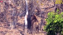 8 Deadly Battles Of The Natural World's Most Ferocious Animals   Animal Fights