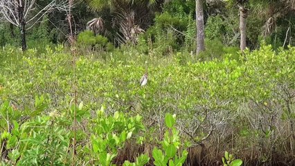Envol de héron à Merritt Island National Seashore