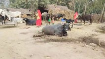 Rural Life India UP __ Village Life In Uttar Pradesh Life Style __ Life Of Poor Farmer In India