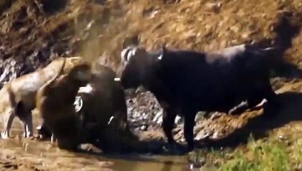 10 Times Animals Messed With The Wrong Opponent ! Buffalo Gang Attacks Lion Gang