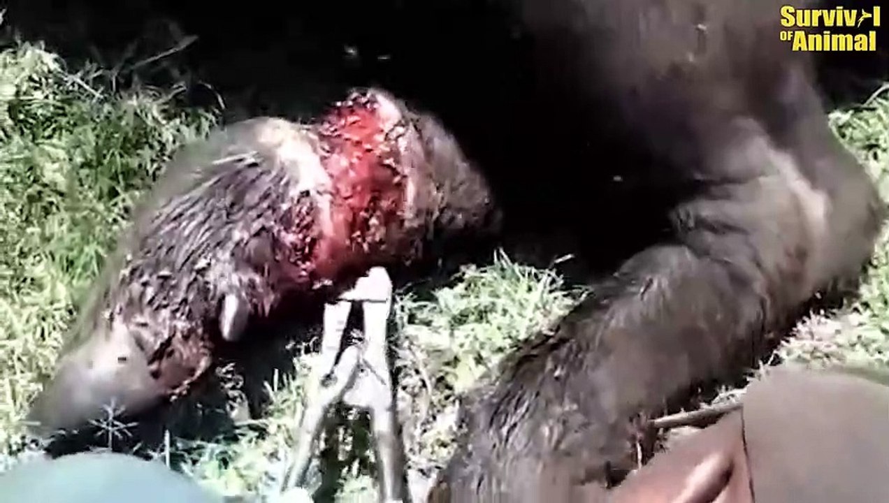 15 Tragic Moments When Big Cats And Animals Bones Are Broken   Animal Fights