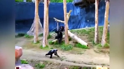 30 Times Animals Messed With The Wrong Opponent!