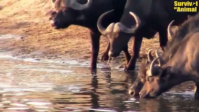 Buffalo, Zebra And Widebeest Crossing River In Front of Bloodthirsty Crocodile Animal Fights