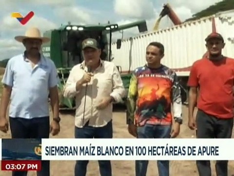 Apure | 100 hectáreas de maíz blanco son sembradas para la producción de harina precocida