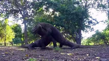 OMG ! Komodo Dragons Gang Attack Horse ! Komodo dragon attacks