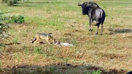 OMG Jackals Gange Attack wildebeest calf   wildebeest tries saving baby