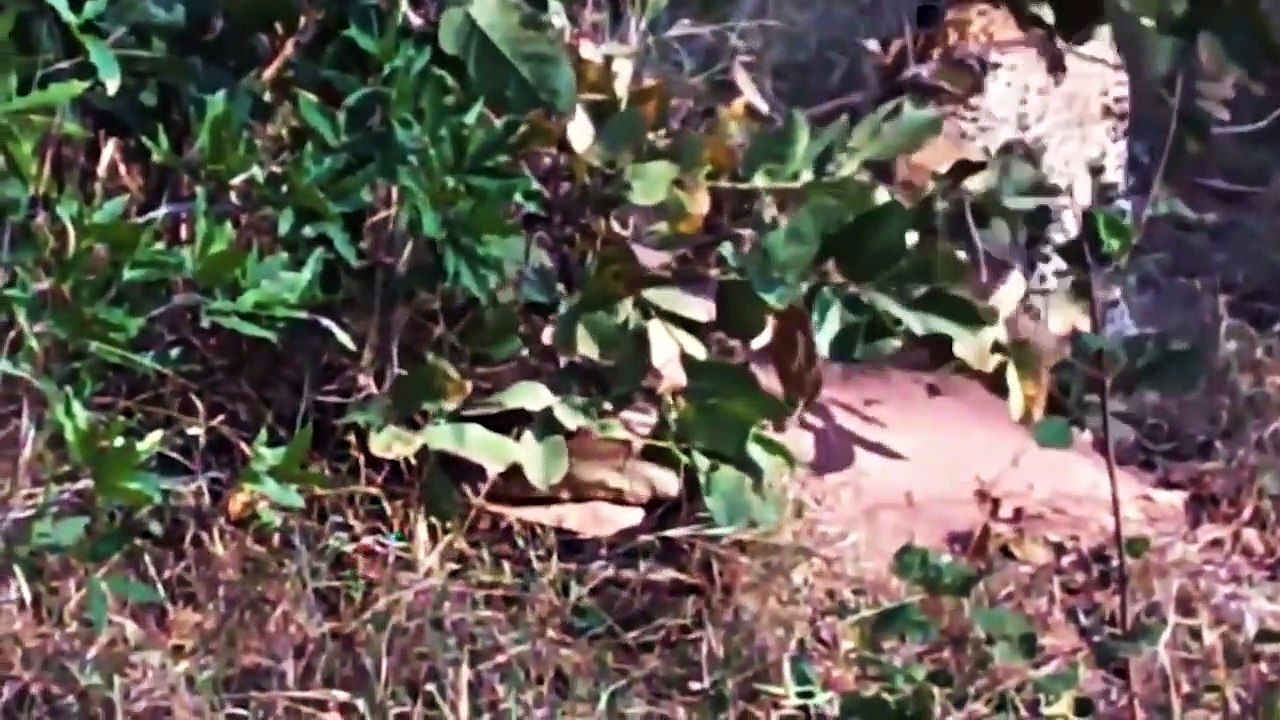 OMG! Giant Python Hunt Leopard Cubs When Mother Leopard Hunting Impala, Anaconda vs Crocodile