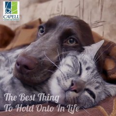 We offer "Pet Friendly" Flooring  #capellflooring #pets #flooring