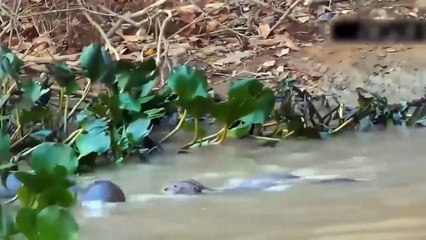 Strange Scene! Mother Giant Otter Bite The Jaguar's Mouth Off To Protect Her Baby - Jaguar Failed