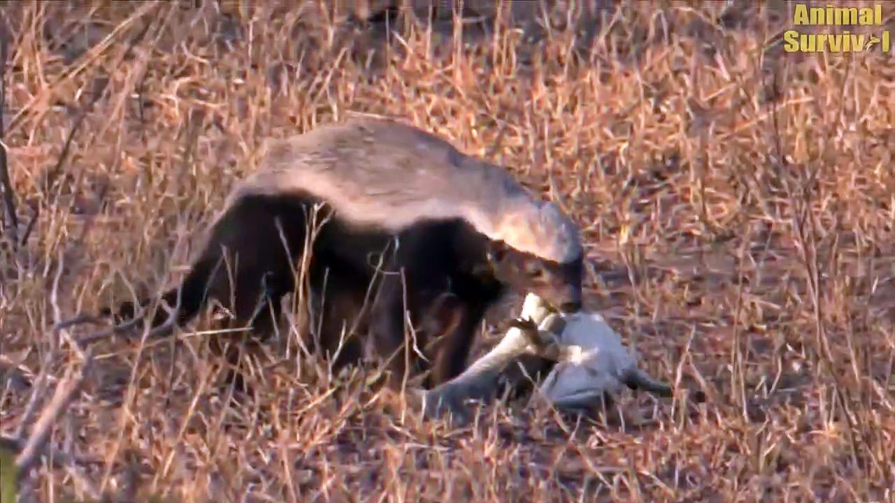Top 5 Climactic Battle Of Honey Badger In The Wild   Animal Fights (3)
