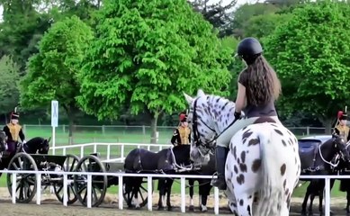 TOP Most Beautiful Horses on Planet Earth   Beautiful Horse Breeds In The World