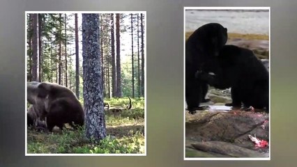 Unbelievable Bear Attacks Caught On Camera   Bear vs Tiger