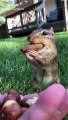 Watch This Cute Animals When You Need Boost Your Day | Cute Animals Compilation