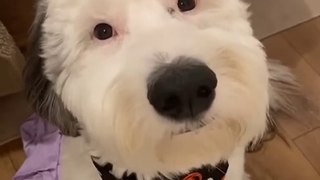 When Dog Tilt His Head is So Adorable | Cute Animals Compilation