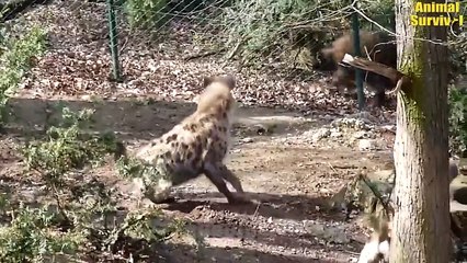 Wild Boar Crazy Attack Lion And What Happens Next   Animal Fights (2)