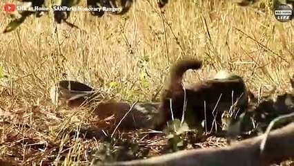 Epic Battle   Honey Badger Violently Attacks And Kills Injured Python From Power Illusion