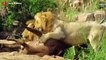 Harsh Life ! The Stray Injured Lion Cub Is Kidnapped By Dominant Lioness