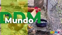 Primer brote de influenza aviar H5N1 detectado en Perú en animales de corral