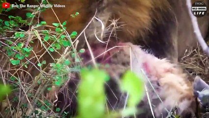 Look What Happened When Injured Hyena Loses Its Life After Brutal War With The Clan