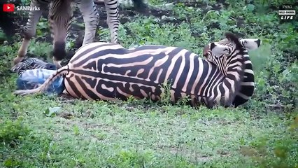 Look What Happens When Lion Attacks And Eats The Zebra Giving Birth