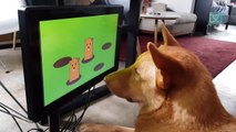 Videogame para cães roda jogos desafiadores para os pets