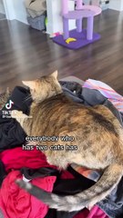 This Huskies Waiting for Squaeky Squeaky Sound | Cute Animals Compilation