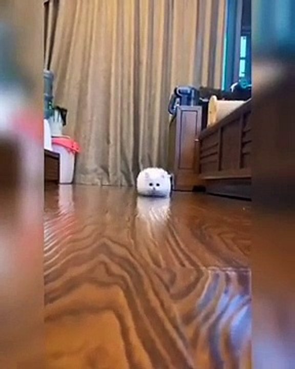 cat funny