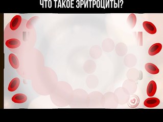 Что такое эритроциты?