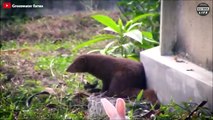 Scary ! The Mongoose Mercilessly Tears The Baby Rabbits @SWAG - Wild Animal Life