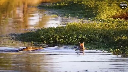 This Is Why Injured Crocodiles When Messing With The Wrong Prey