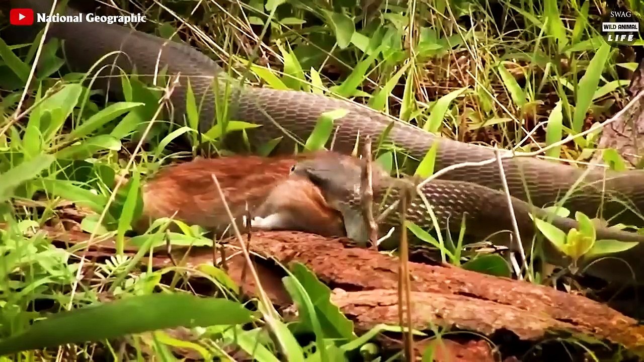 This Is Why Stupid Prey Challenges King Cobra And Leads To Brutally Tragic Ending