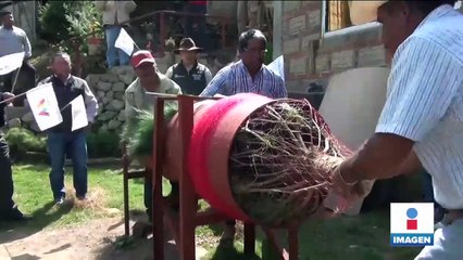 Inició la venta de árboles de Navidad en Xonacatlán