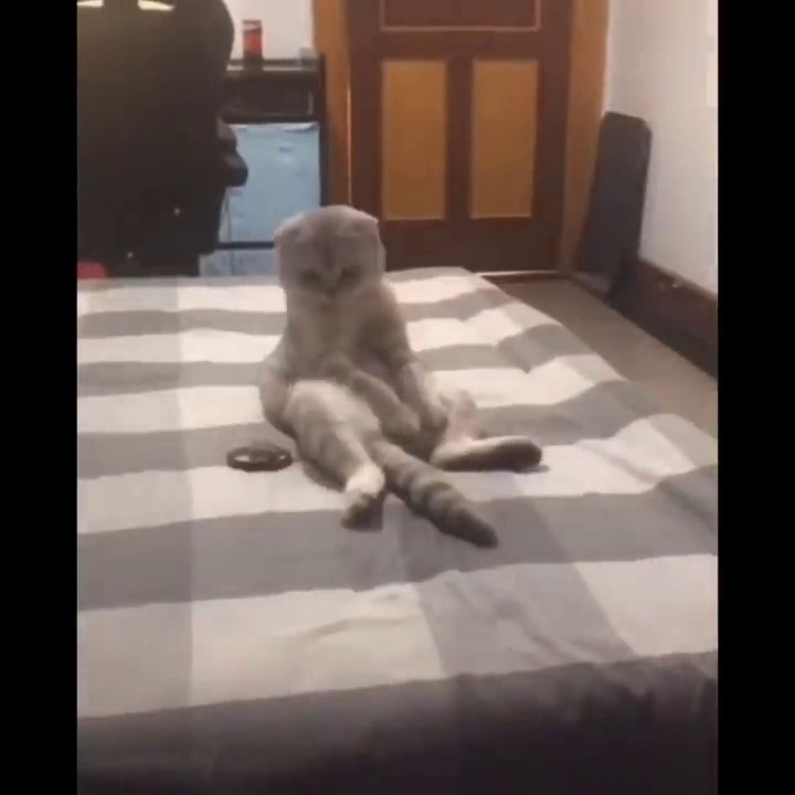 Funniest Cats  - Don't try to hold back Laughter  - Funny Cats Life