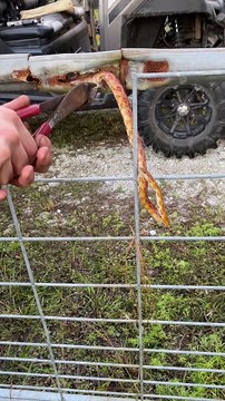 Rescuing a Snake Stuck in a Fence