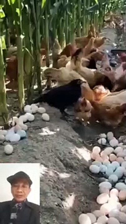 Ribuan ayam