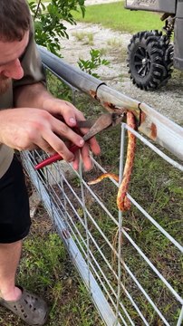 Rescuing a Snake Stuck in a Fence