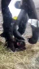 Gorilla Disciplines its Child