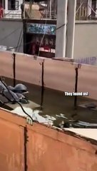 Turtles trying to escape a satirical scene