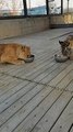 Lions grab food from tiger cubs this is bullying