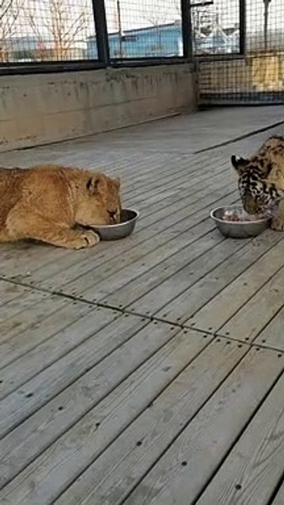 Lions grab food from tiger cubs this is bullying