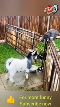 crazy goats ll This is why GOATS ll the FUNNIEST ANIMALS try not to laugh