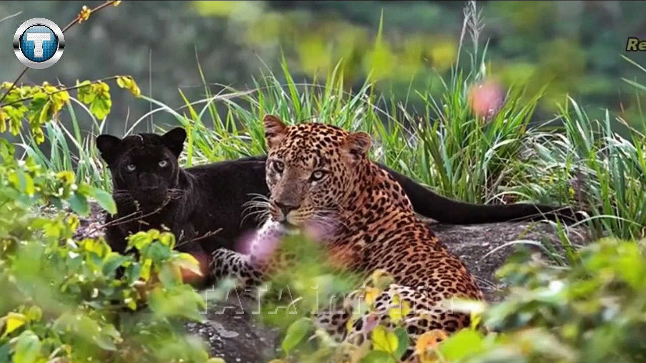 interesting facts about leopards