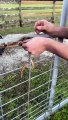 Rescuing a Snake Stuck in a Fence
