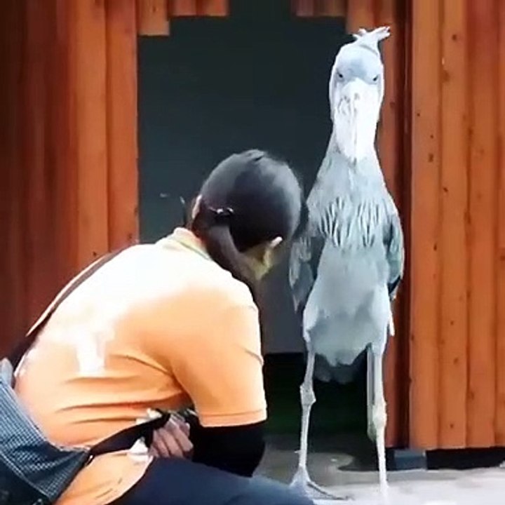 Balaeniceps rex